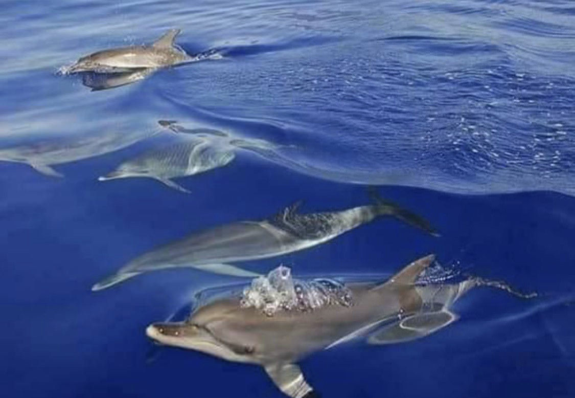 delfinia thalassa | newstok.gr