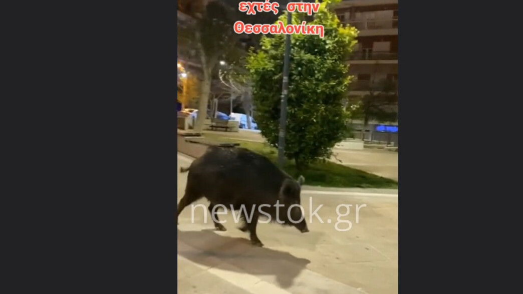 Αγριογούρουνο