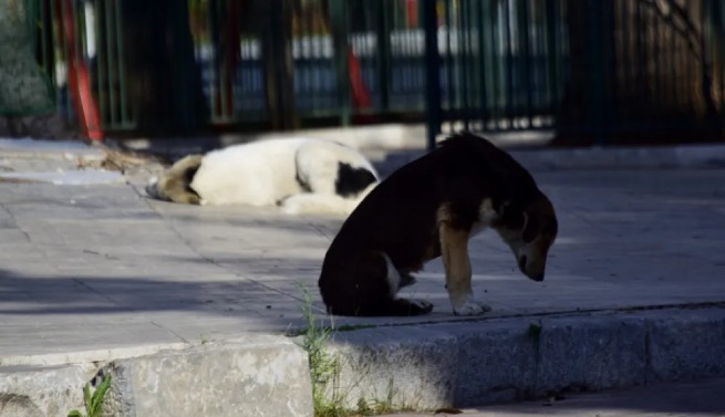 Κτηνωδία: Έσερνε με το μηχανάκι τραυματισμένο σκύλο στην Σαλαμίνα