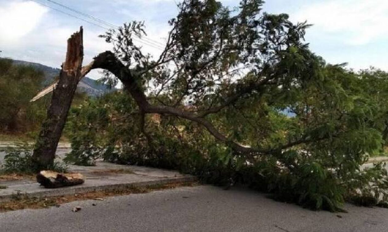 Δέντρο έπεσε σε αυτοκίνητο, τραυματίστηκε οικογένεια