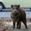 agriogoyroyno xarilaou | newstok.gr