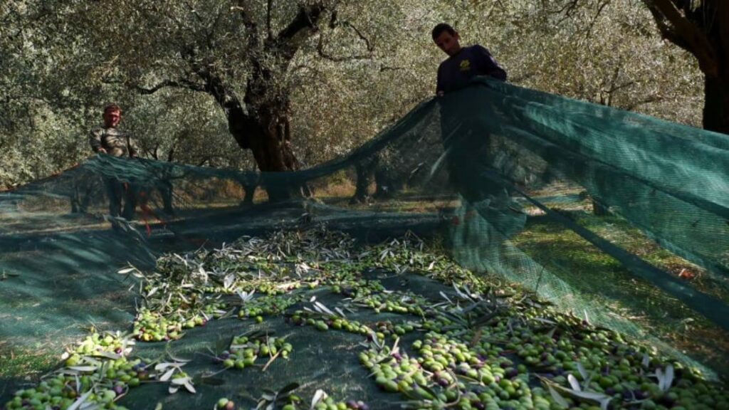 Η εφημερίδα «La Croix» γράφει: «Στην Ελλάδα οι ελιές σπανίζουν»