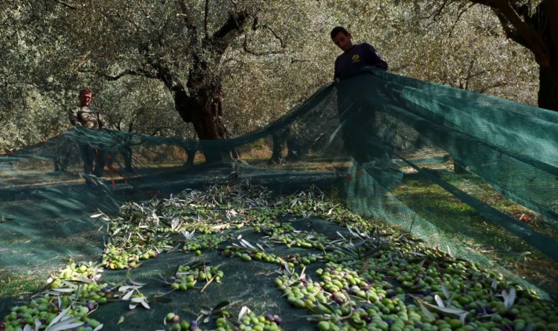 Οι ελαιοπαραγωγοί επιστρατεύουν εταιρείες security, προσλαμβάνουν φύλακες και κάνουν περιπολίες