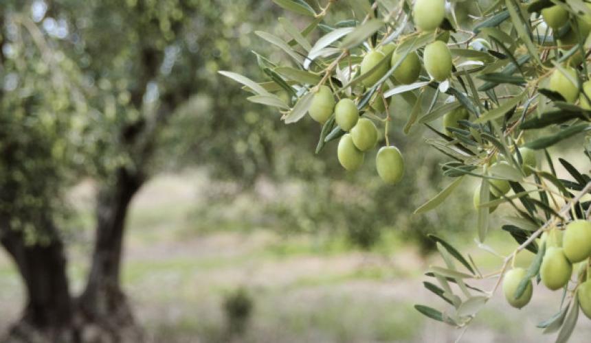 Επικήρυξε με 1.000 ευρώ αυτούς που έκλεψαν τις ελιές