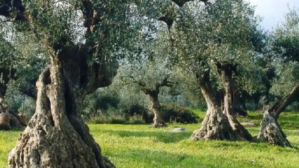 Φθιώτιδα: Άγνωστοι μπήκαν σε χωράφι και έκλεψαν όλες τις ελιές