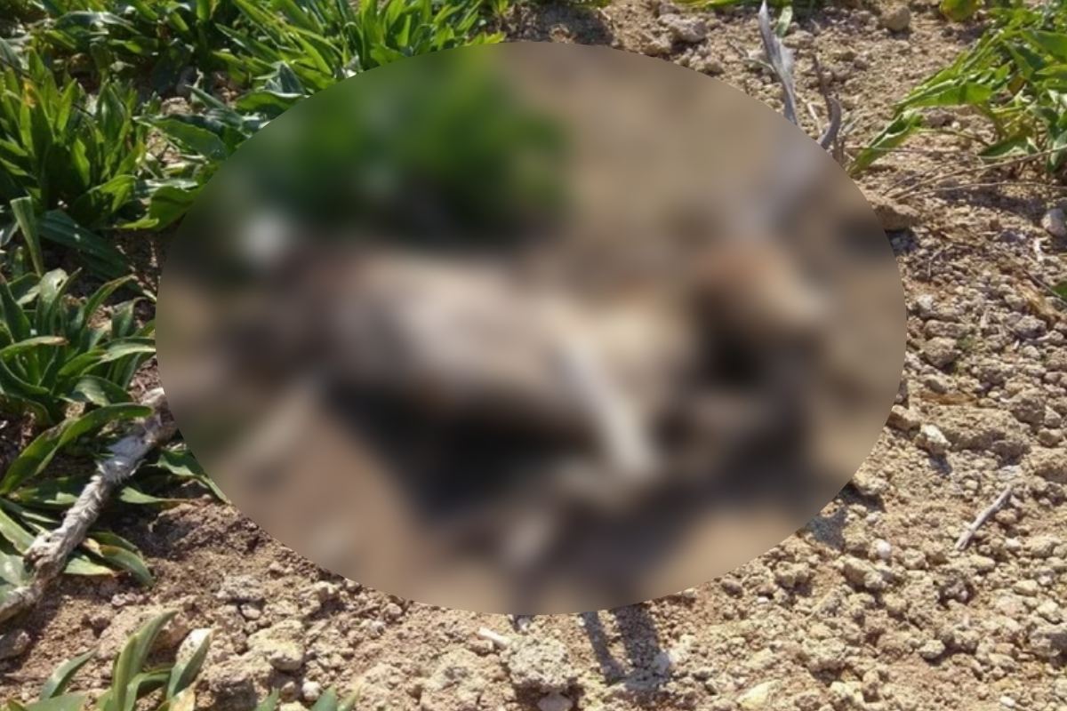 Νεκρά ελάφια στο πάρκο του Ροδινιού στη Ρόδο – Φριχτές εικόνες