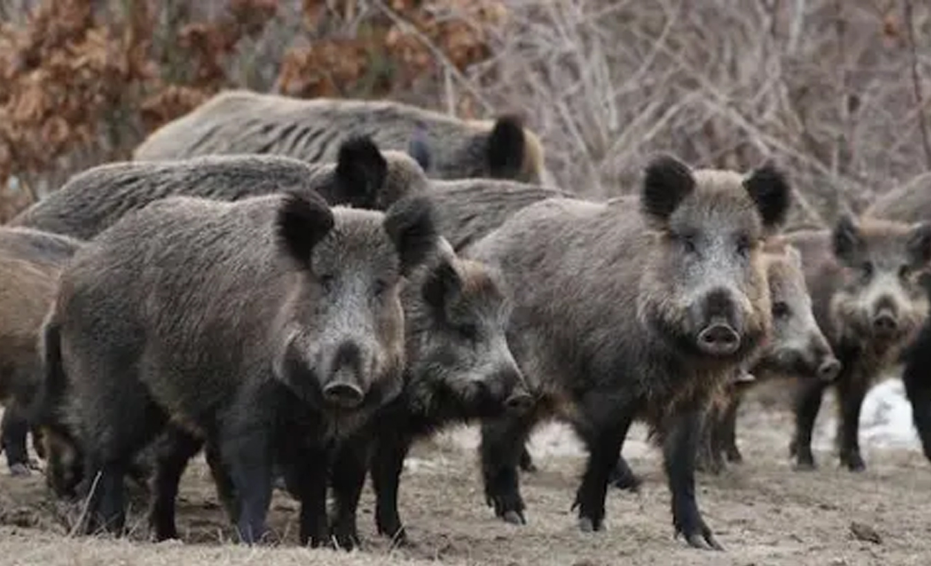 46χρονος ποδοπατήθηκε από αγέλη αγριογούρουνων