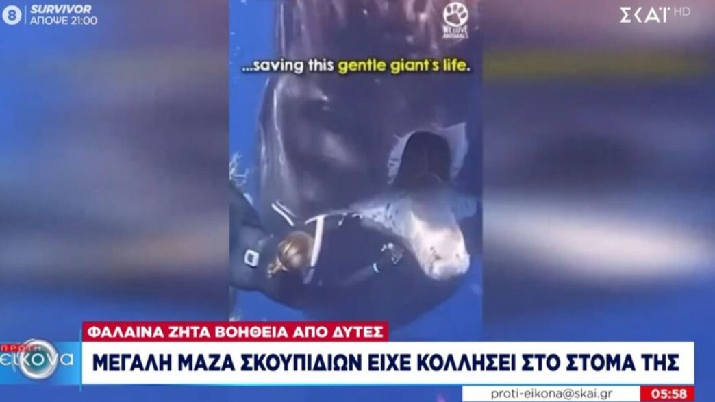 Φάλαινα ζητά βοήθεια από δύτες