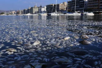 Βόλος: Γιατί γέμισε ο Παγασητικός με χιλιάδες νεκρά ψάρια