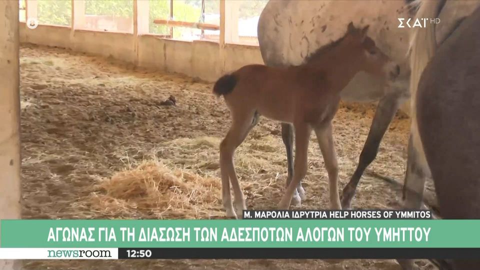 Αγώνας για τη διάσωση των αδέσποτων αλόγων του Υμηττού