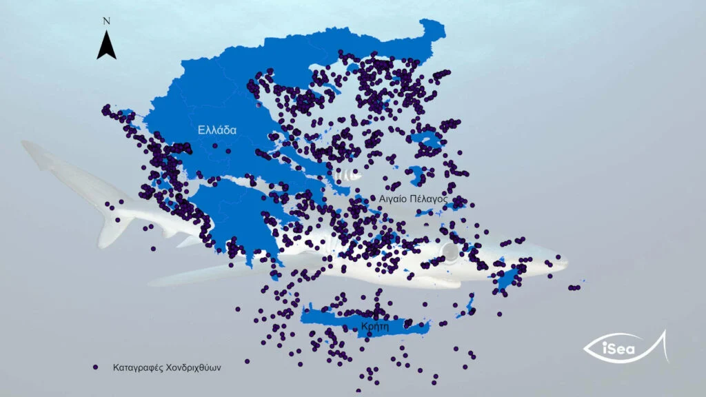 Γεμάτες από καρχαρίες και σαλάχια οι ελληνικές θάλασσες