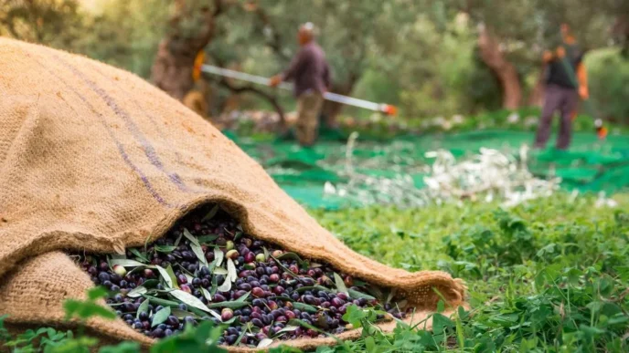 Ανομβρία: Όλοι περιμένουν μια βροχή - Ζημιές στα ελαιόδεντρα