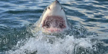 Σοκ στην Αυστραλία: Νεκρή 20χρονη γυναίκα από επίθεση καρχαρία