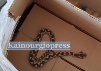 44χρονος μεταφέρθηκε στο Ρίο μετά από δάγκωμα οχιάς