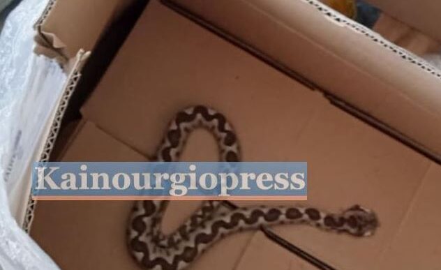 44χρονος μεταφέρθηκε στο Ρίο μετά από δάγκωμα οχιάς