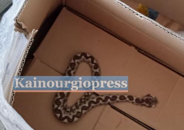 44χρονος μεταφέρθηκε στο Ρίο μετά από δάγκωμα οχιάς