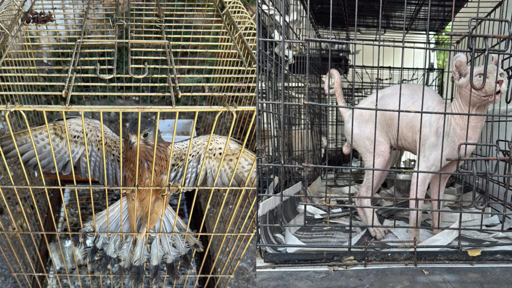 Εξαρθρώθηκε κύκλωμα παράνομου εμπορίου ζώων