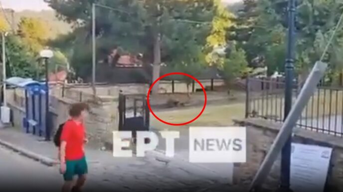 Αρκούδα σε σχολείο Καστοριά