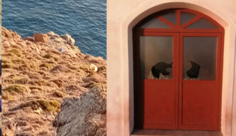 νεκρά πρόβατα Σέριφος