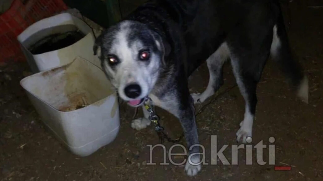 Κρήτη: Σοκαριστικές καταγγελίες για μαζική κακοποίηση ζώων στη Βαγιονιά