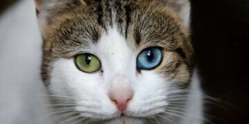 78χρονος σκότωσε γάτο Λάρισα