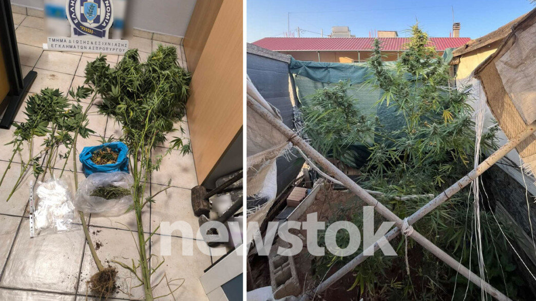 Φυτώριο κάνναβης Ασπρόπυργος
