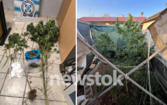 Φυτώριο κάνναβης Ασπρόπυργος