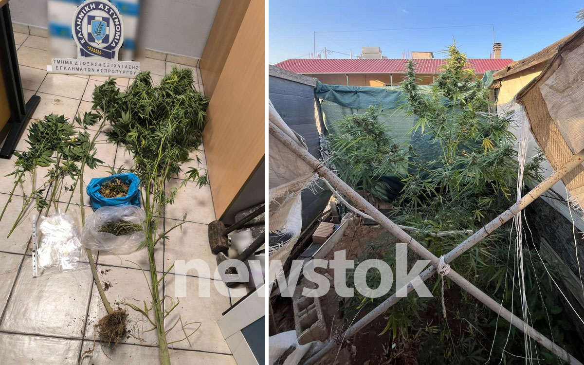 Φυτώριο κάνναβης Ασπρόπυργος