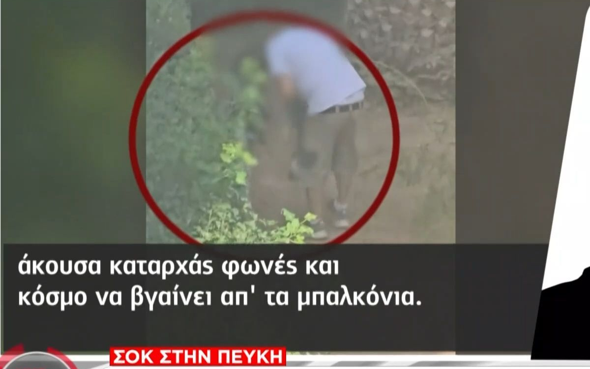 Πεύκη σκυλιά σκοτώνουν γάτες