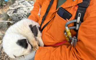 Πήλιο: Το «θαύμα» μέσα στη φρίκη – Πώς σώθηκε το κουτάβι που πέταξαν σε βάραθρο 20 μέτρων