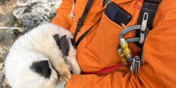 Πήλιο: Το «θαύμα» μέσα στη φρίκη – Πώς σώθηκε το κουτάβι που πέταξαν σε βάραθρο 20 μέτρων