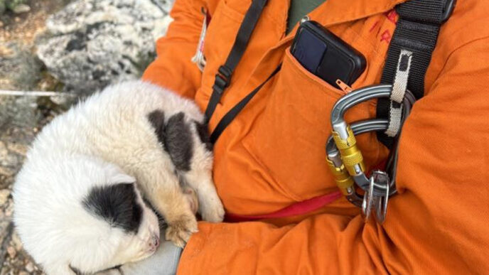 Πήλιο: Το «θαύμα» μέσα στη φρίκη – Πώς σώθηκε το κουτάβι που πέταξαν σε βάραθρο 20 μέτρων