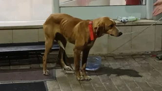 Σοκ στη Μεγαλόπολη: Πέταξαν σκύλο δεμένο σε τσουβάλι στα σκουπίδια – Η σωτήρια επέμβαση περαστικού