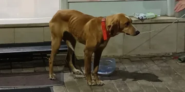 Σοκ στη Μεγαλόπολη: Πέταξαν σκύλο δεμένο σε τσουβάλι στα σκουπίδια – Η σωτήρια επέμβαση περαστικού