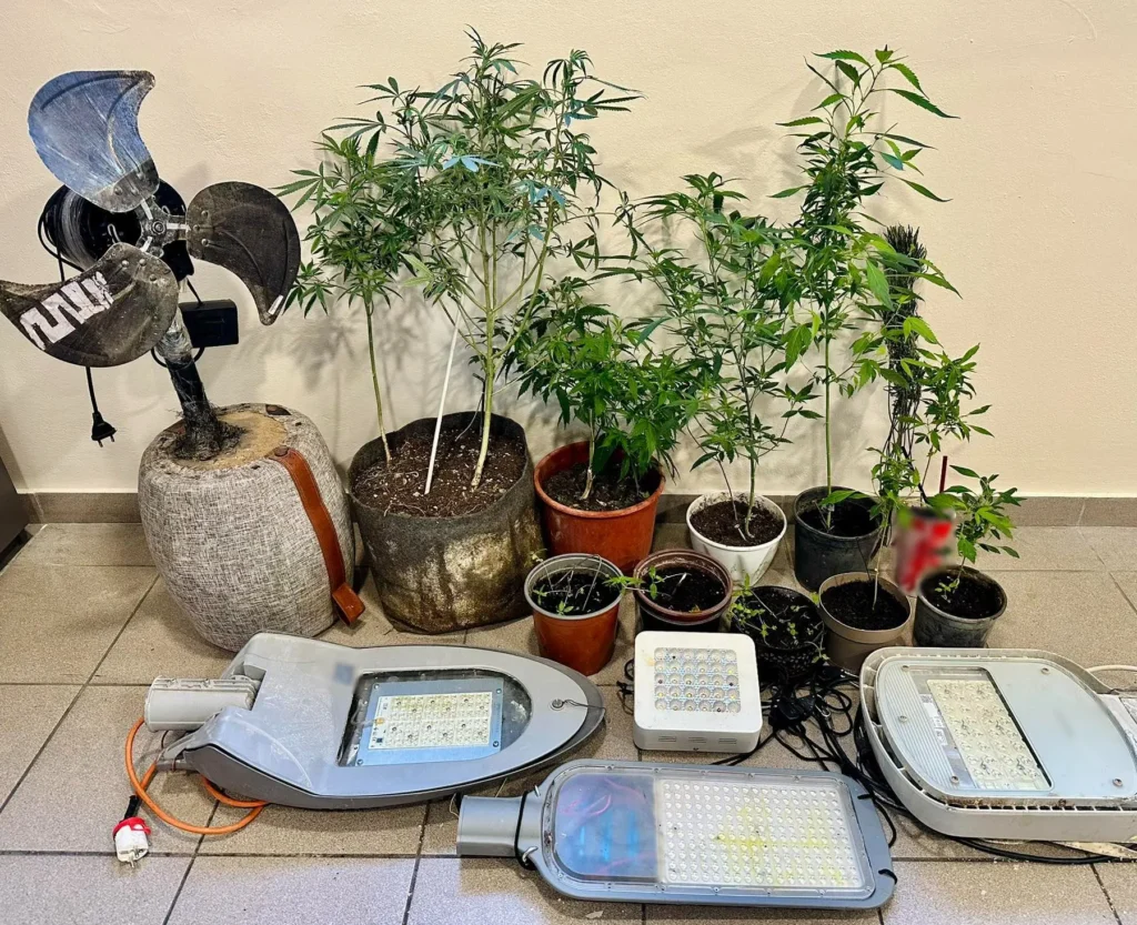 Στη φάκα της Αστυνομίας 53χρονος στη Μυτιλήνη – Είχε "εργαστήριο" κάνναβης με κάμερες και εκπαιδευμένο σκύλο φύλακα!