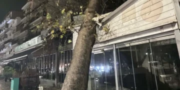 Ηγουμενίτσα: Πλάτανος ”πλάκωσε” μαγαζί  λόγω ισχυρών ανέμων