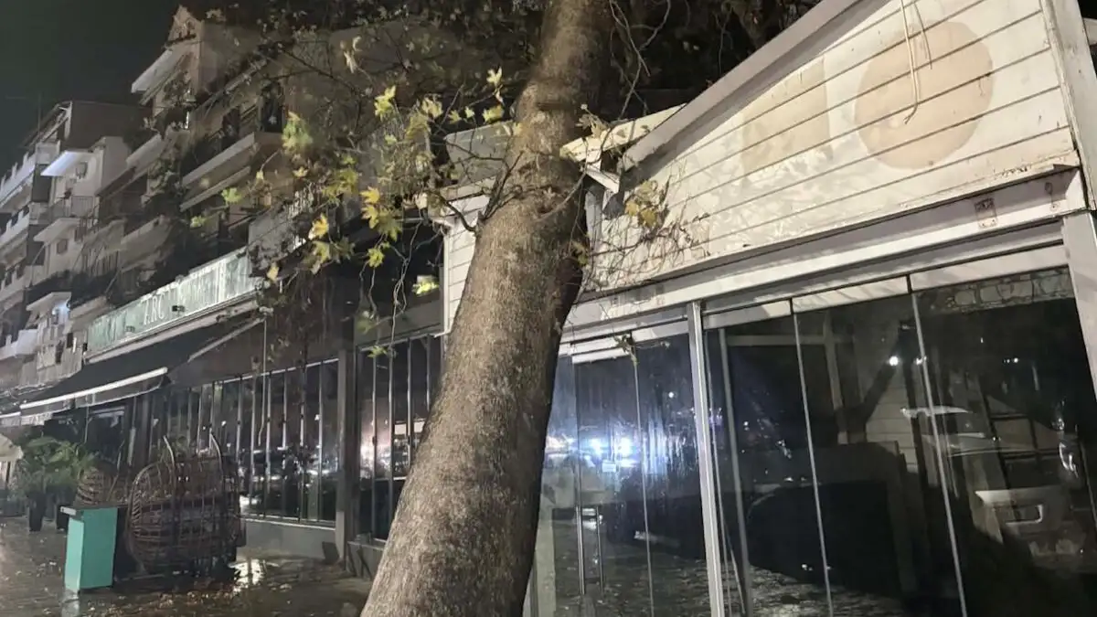 Ηγουμενίτσα: Πλάτανος ''πλάκωσε'' μαγαζί λόγω ισχυρών ανέμων - newstok.gr