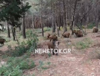 Πάρνηθα: Η μαγική συνάντηση με ένα κοπάδι αγριογούρουνα ανήμερα της παραμονής Πρωτοχρονιάς