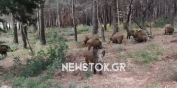 Πάρνηθα: Η μαγική συνάντηση με ένα κοπάδι αγριογούρουνα ανήμερα της παραμονής Πρωτοχρονιάς