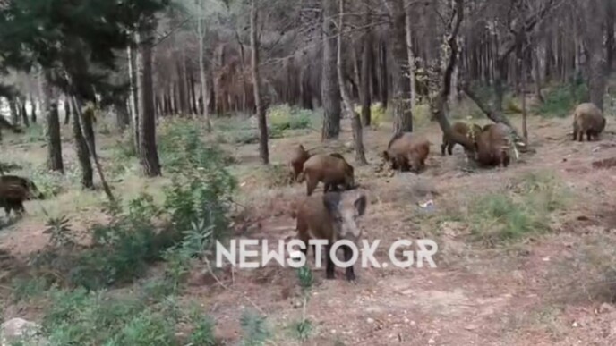 Πάρνηθα: Η μαγική συνάντηση με ένα κοπάδι αγριογούρουνα ανήμερα της παραμονής Πρωτοχρονιάς