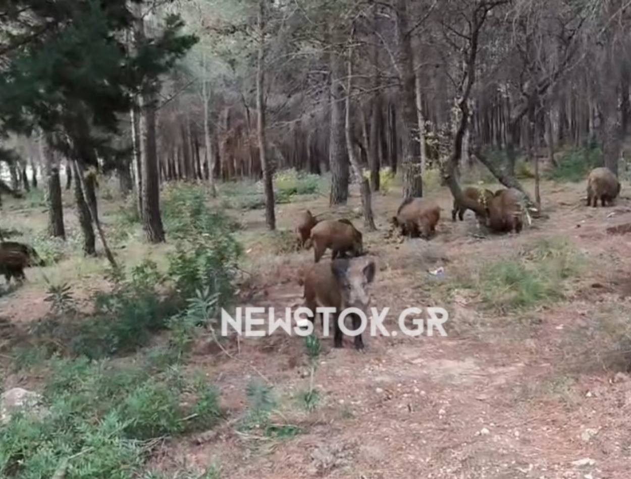 Πάρνηθα: Η μαγική συνάντηση με ένα κοπάδι αγριογούρουνα ανήμερα της παραμονής Πρωτοχρονιάς