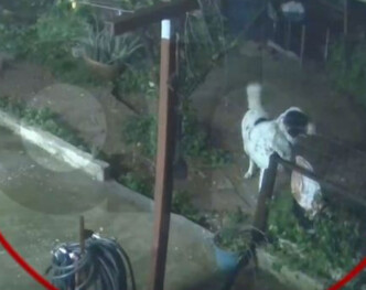 Άγιος Δημήτριος: Σκύλος σώθηκε δευτερόλεπτα πριν καταρρεύσει αυλή στο ρέμα της Πικροδάφνης