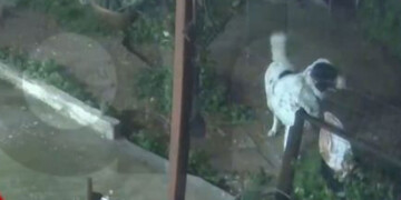 Άγιος Δημήτριος: Σκύλος σώθηκε δευτερόλεπτα πριν καταρρεύσει αυλή στο ρέμα της Πικροδάφνης