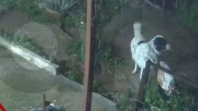 Άγιος Δημήτριος: Σκύλος σώθηκε δευτερόλεπτα πριν καταρρεύσει αυλή στο ρέμα της Πικροδάφνης