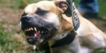 Τραγωδία στη Ζάκυνθο: Νεκρό αγοράκι 2 ετών από επίθεση πίτ μπουλ στην αυλή του σπιτιού του