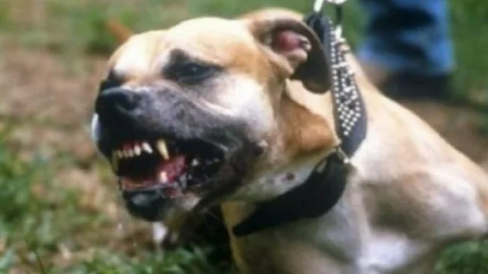 Τραγωδία στη Ζάκυνθο: Νεκρό αγοράκι 2 ετών από επίθεση πίτ μπουλ στην αυλή του σπιτιού του