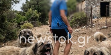 «Φώναζα και δεν με άκουγε κανείς»: Εφιάλτης στη Γορίτσα για 60χρονο που περικυκλώθηκε από αγέλη σκύλων