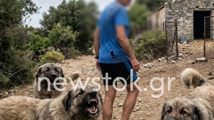 «Φώναζα και δεν με άκουγε κανείς»: Εφιάλτης στη Γορίτσα για 60χρονο που περικυκλώθηκε από αγέλη σκύλων