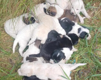 Φρίκη στο Ρέθυμνο: Το χρονικό της ανείπωτης κτηνωδίας με τα 17 νεκρά κουτάβια στο Αμάρι