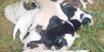 Φρίκη στο Ρέθυμνο: Το χρονικό της ανείπωτης κτηνωδίας με τα 17 νεκρά κουτάβια στο Αμάρι